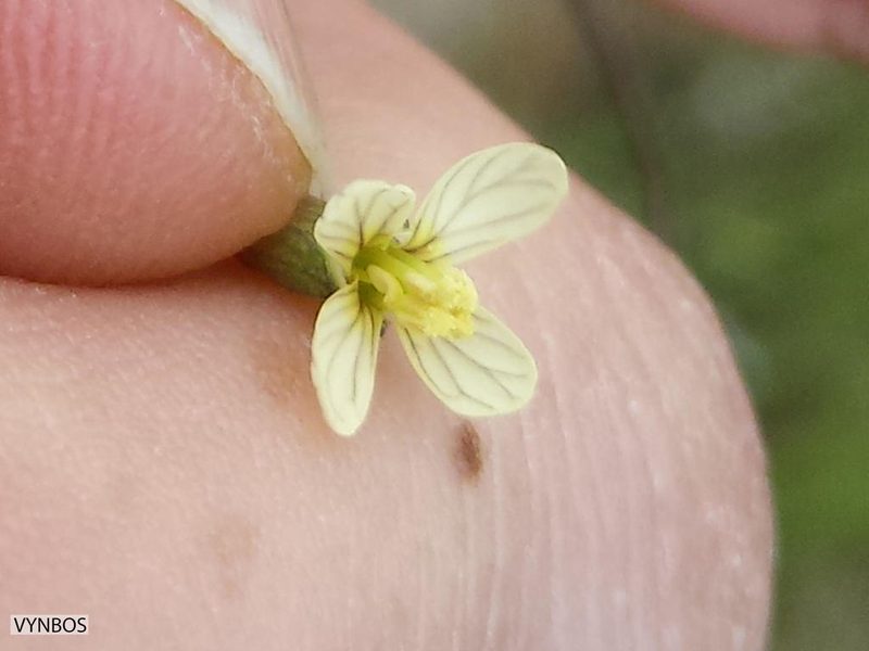 Brassica oxyrrhina, photographed by Chris Vynbos