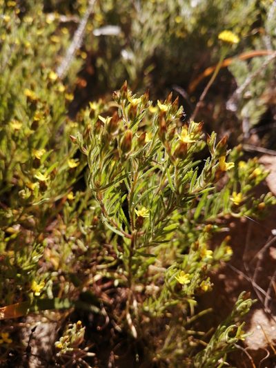 Rhynchopsidium sessiliflorum, photographed by Danie Palm