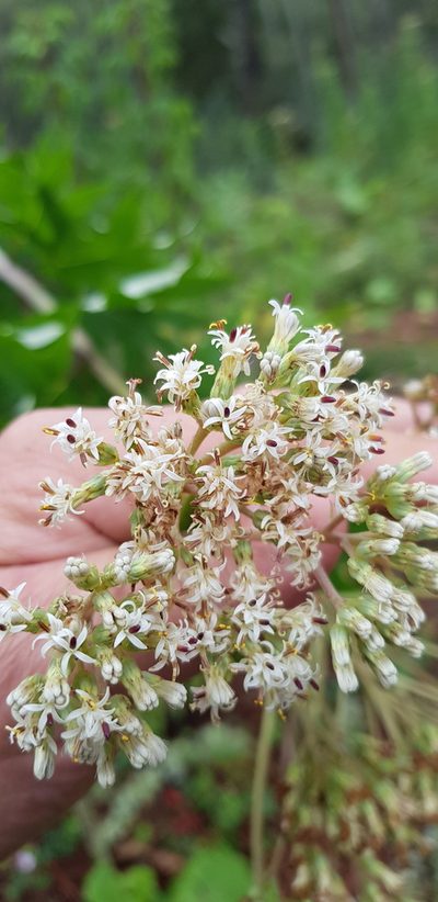Digitacalia jatrophoides, photographed by Eugenio Padilla