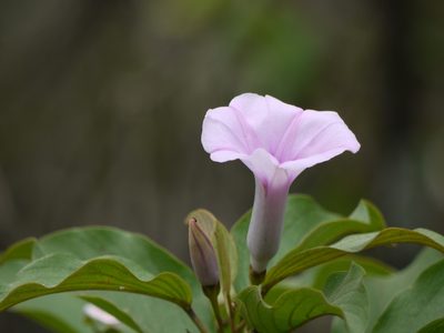Argyreia elliptica, photographed by Dinesh Valke