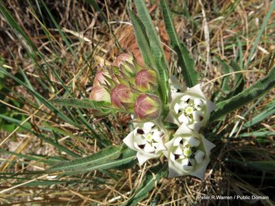 Pachycarpus schinzianus, photographed by Peter Warren