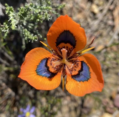 Moraea tulbaghensis, photographed by Cecile Roux