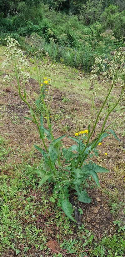 Senecio sennikovii, photographed by Eugenio Padilla