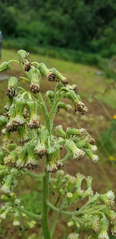 Senecio sennikovii, photographed by Eugenio Padilla