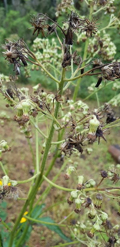 Senecio sennikovii, photographed by Eugenio Padilla