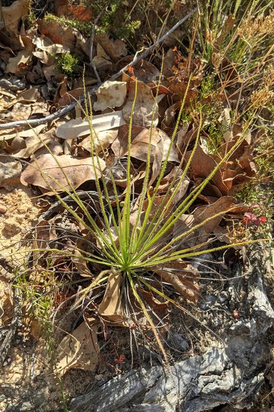 Drosophyllum lusitanicum, photographed by Kristof Zyskowski