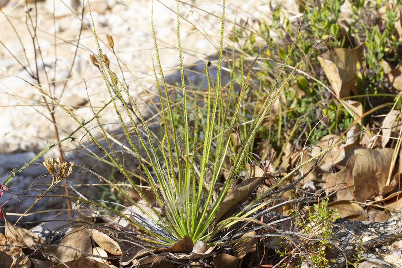 Drosophyllum lusitanicum, photographed by Kristof Zyskowski