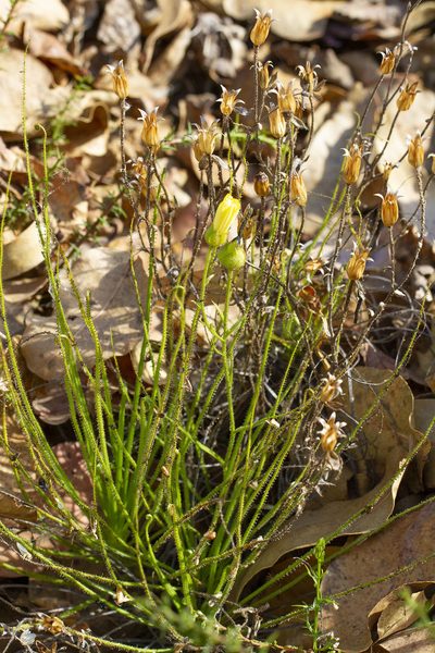 Drosophyllum lusitanicum, photographed by Kristof Zyskowski