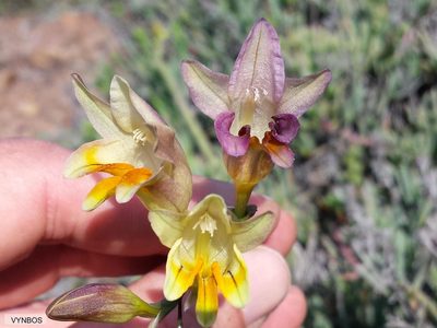 Freesia refracta, photographed by Chris Vynbos