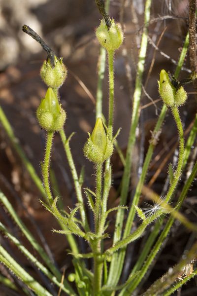 Drosophyllum lusitanicum, photographed by Kristof Zyskowski
