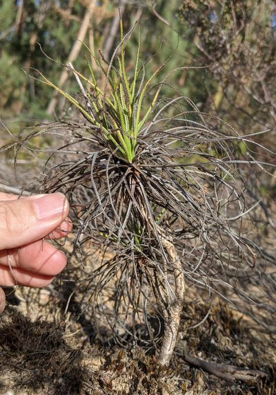 Drosophyllum lusitanicum, photographed by Kristof Zyskowski