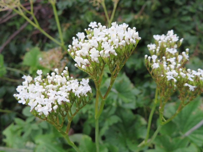 Valeriana alliariifolia, photographed by Марина