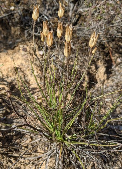 Drosophyllum lusitanicum, photographed by Kristof Zyskowski