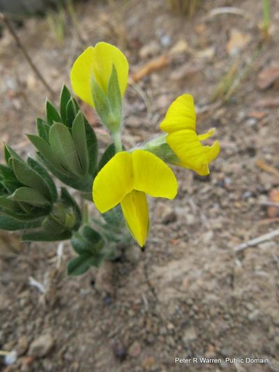 Argyrolobium stipulaceum, photographed by Peter Warren
