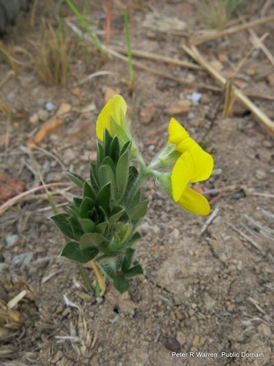 Argyrolobium stipulaceum, photographed by Peter Warren