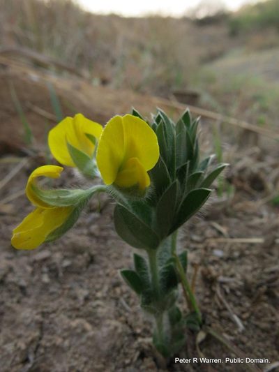 Argyrolobium stipulaceum, photographed by Peter Warren