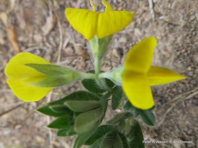 Argyrolobium stipulaceum, photographed by Peter Warren