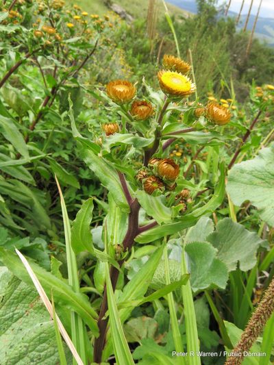 Helichrysum mutabile, photographed by Peter Warren