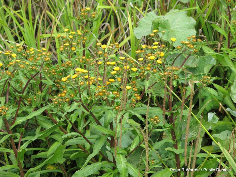 Helichrysum mutabile, photographed by Peter Warren