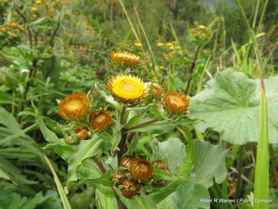 Helichrysum mutabile, photographed by Peter Warren