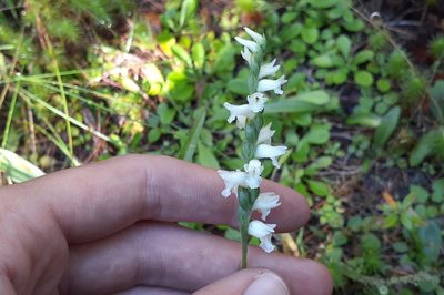 Spiranthes incurva, photographed by Quinten Wiegersma