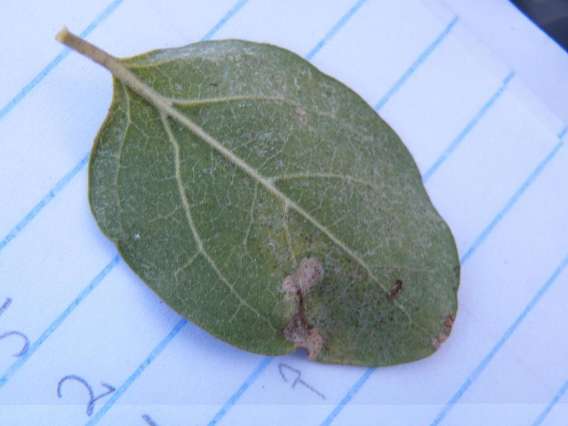 Canthium armatum, photographed by Antoinette Eyssell Knox