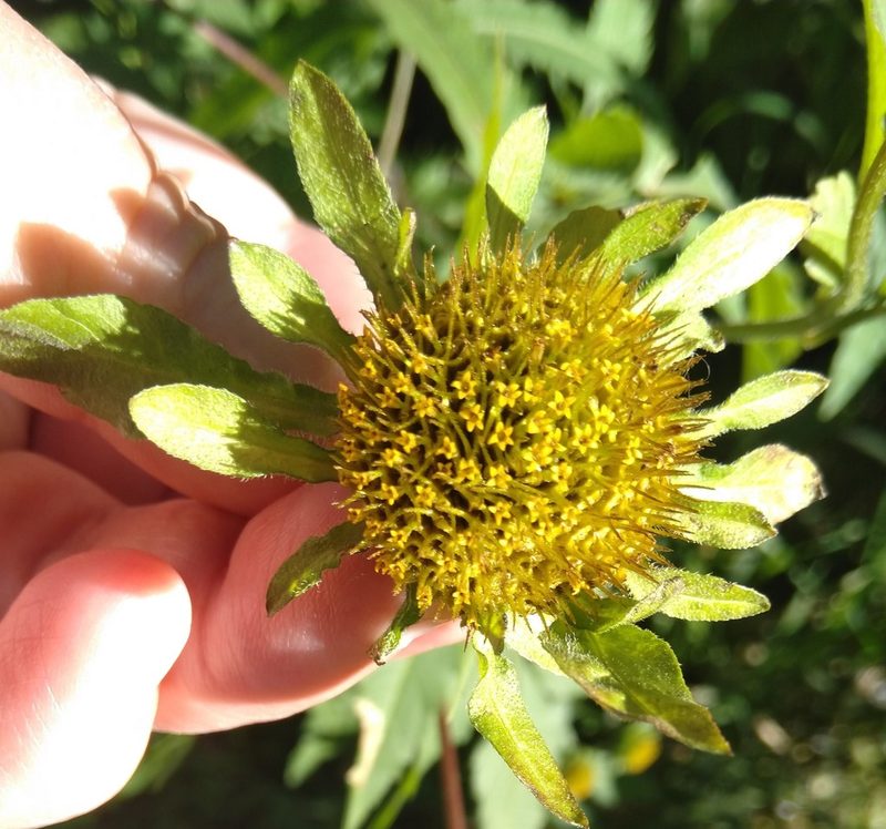 Bidens vulgata, photographed by Marilynn Miller