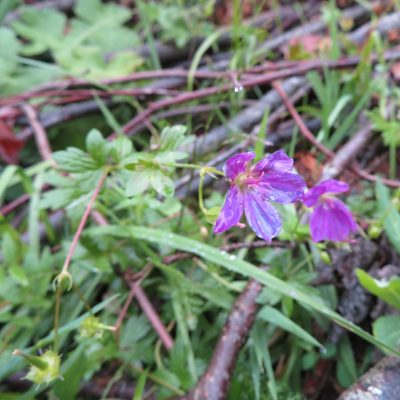Geranium palustre, photographed by Марина