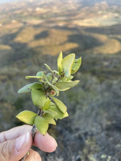 Quercus cedrosensis, photographed by Sula Vanderplank