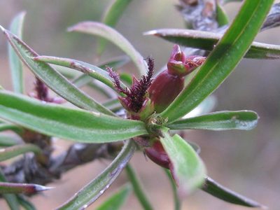 Cliffortia acutifolia, photographed by douglaseustonbrown