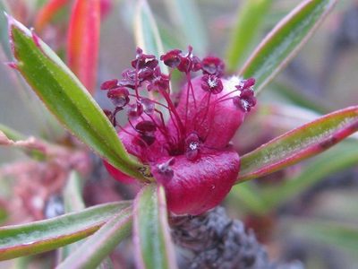 Cliffortia acutifolia, photographed by douglaseustonbrown