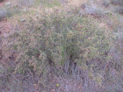 Cliffortia acutifolia, photographed by douglaseustonbrown
