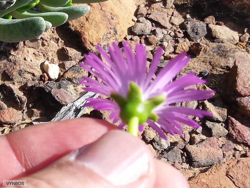 Brianhuntleya intrusa, photographed by Chris Vynbos