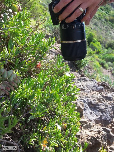 Delosperma subincanum, photographed by Chris Vynbos