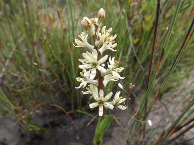 Wurmbea inusta, photographed by James Deacon