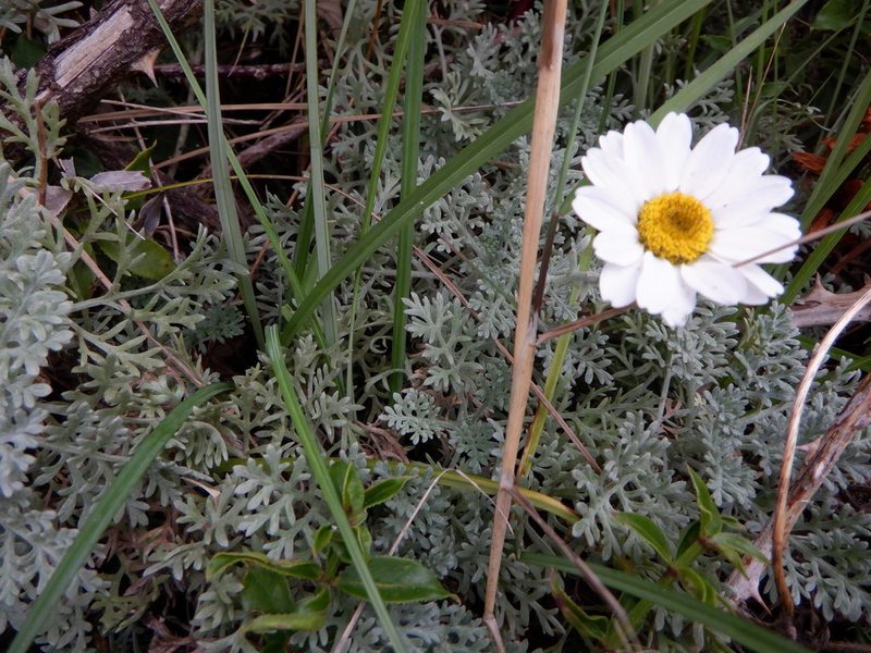 Anthemis cupaniana, photographed by Karen Fry
