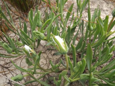 Skiatophytum flaccidifolium, photographed by James Deacon