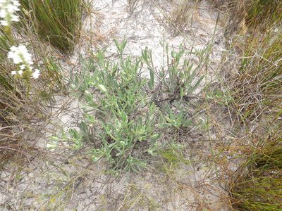 Skiatophytum flaccidifolium, photographed by James Deacon
