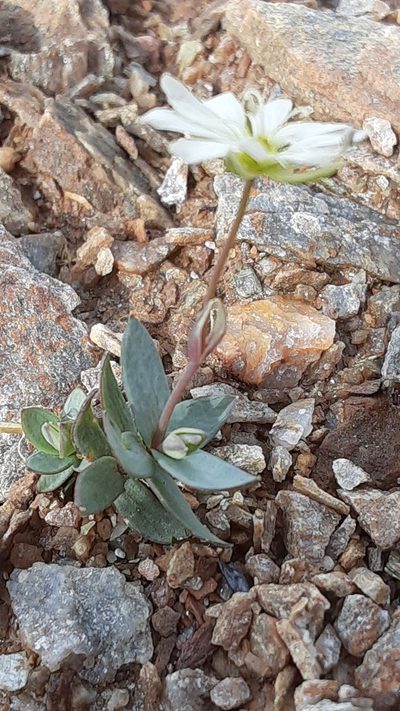 Stellaria alaskana, photographed by lauralaska66