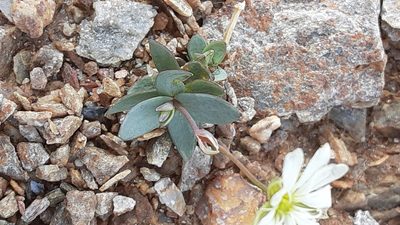 Stellaria alaskana, photographed by lauralaska66