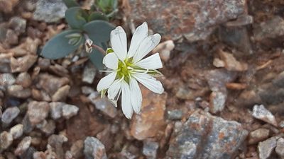 Stellaria alaskana, photographed by lauralaska66