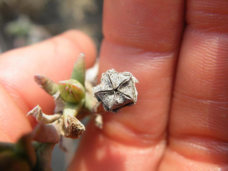 Ruschia ruralis, photographed by Antoinette Eyssell Knox