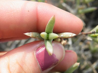Ruschia ruralis, photographed by Antoinette Eyssell Knox