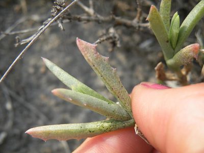 Ruschia ruralis, photographed by Antoinette Eyssell Knox