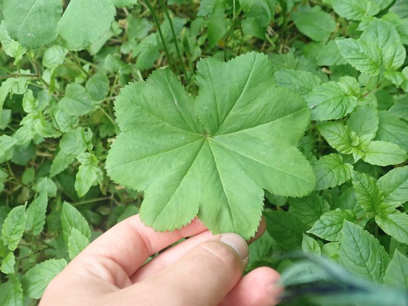 Alchemilla xanthochlora, photographed by Matteo Marcandella