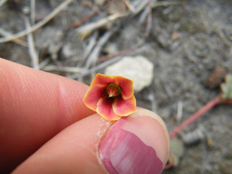 Hermannia linnaeoides, photographed by Antoinette Eyssell Knox