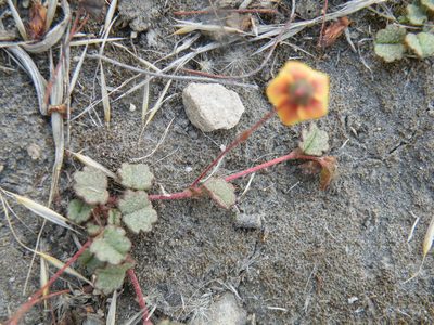 Hermannia linnaeoides, photographed by Antoinette Eyssell Knox
