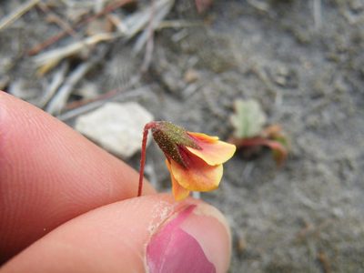 Hermannia linnaeoides, photographed by Antoinette Eyssell Knox