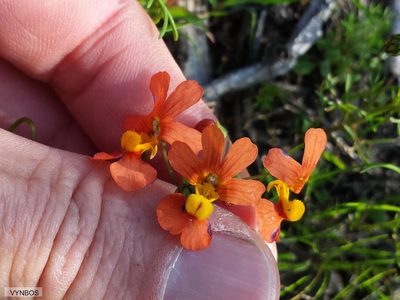 Nemesia pageae, photographed by Chris Vynbos