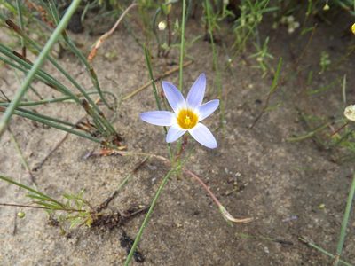 Romulea tabularis, photographed by James Deacon